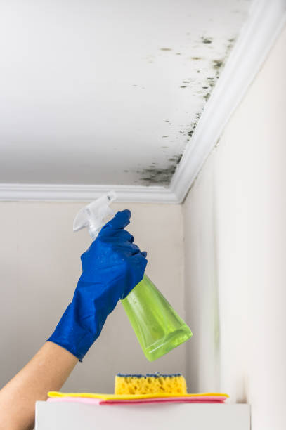 Professional Mold Removal in Orange City, FL